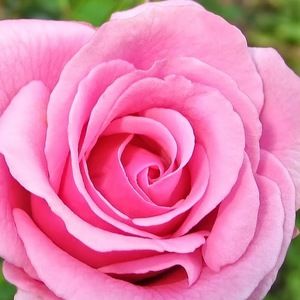 Meet your Posher, Fleur